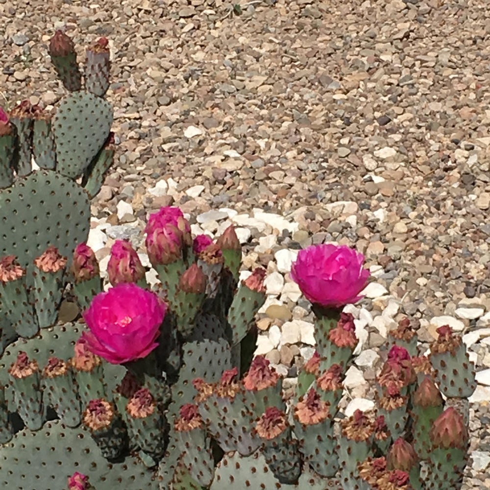 Meet your Posher, Anna mae